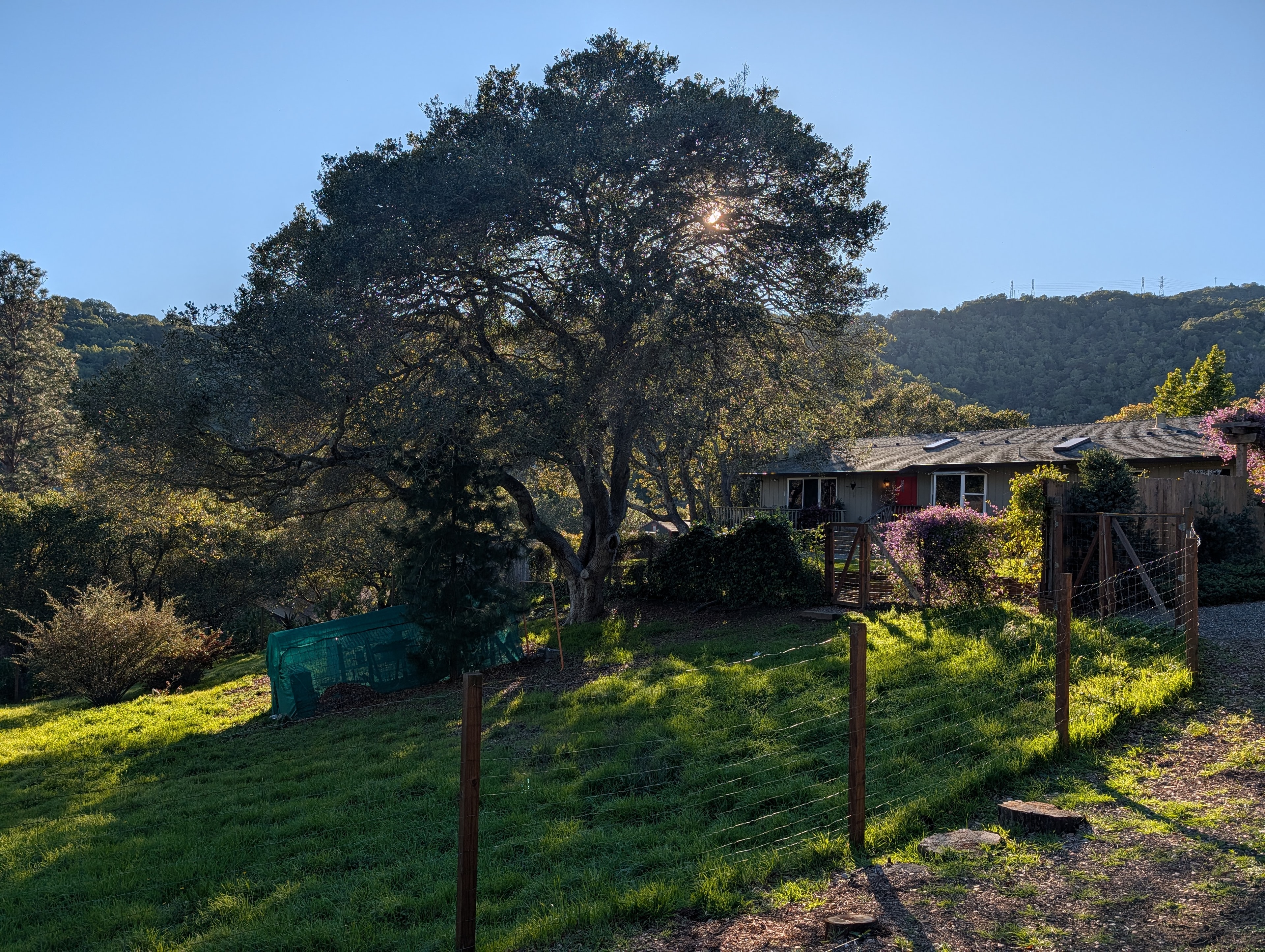 Marin County hillside estate among mature oaks